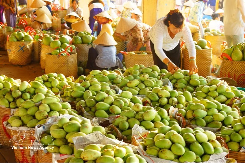 同塔省芒果。图：越通社