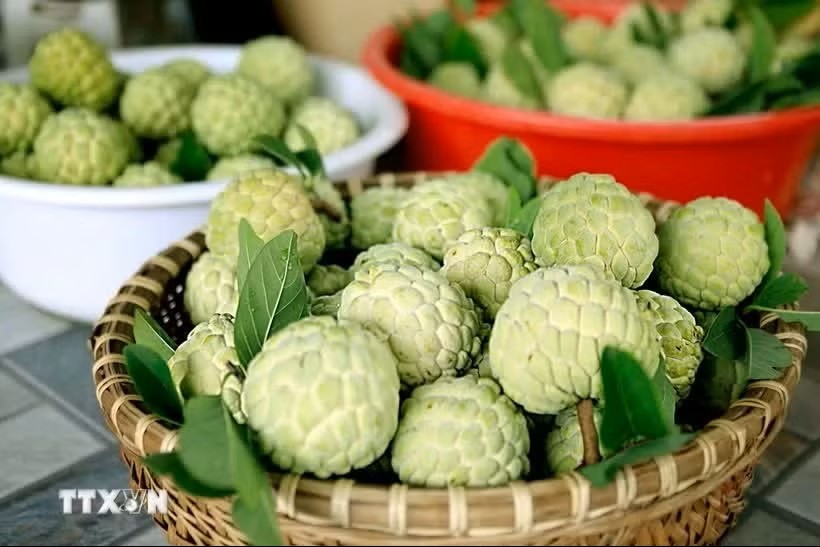 葡李番荔枝果实饱满均匀，散发着富寿乡间特有的清甜滋味。图：越通社
