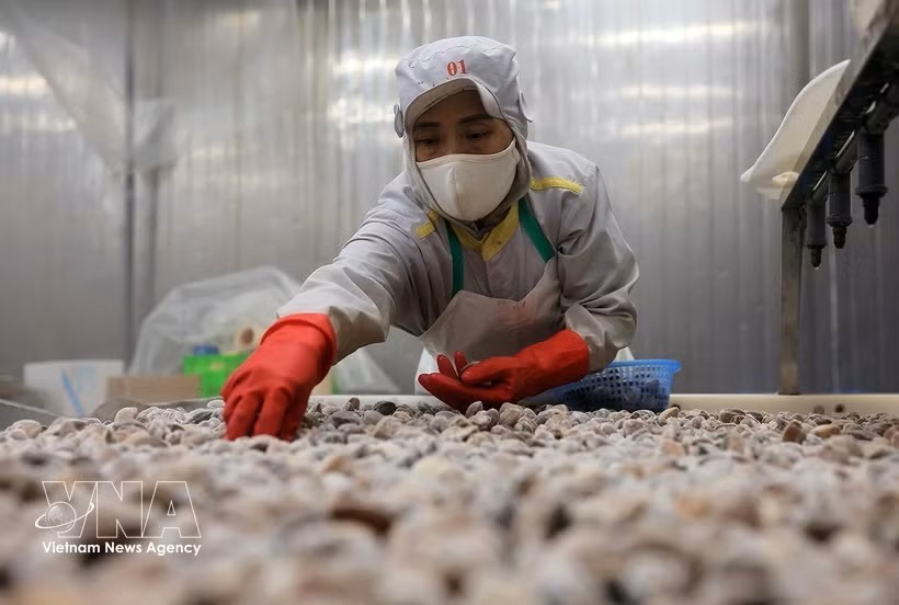 清化省清化水产品进出口股份公司工厂蛤蜊加工出口环节。图：越通社