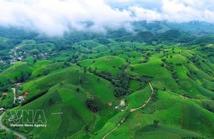 富寿龙谷茶山青翠欲滴，成为茶园体验式旅游发展的亮点。图：越通社