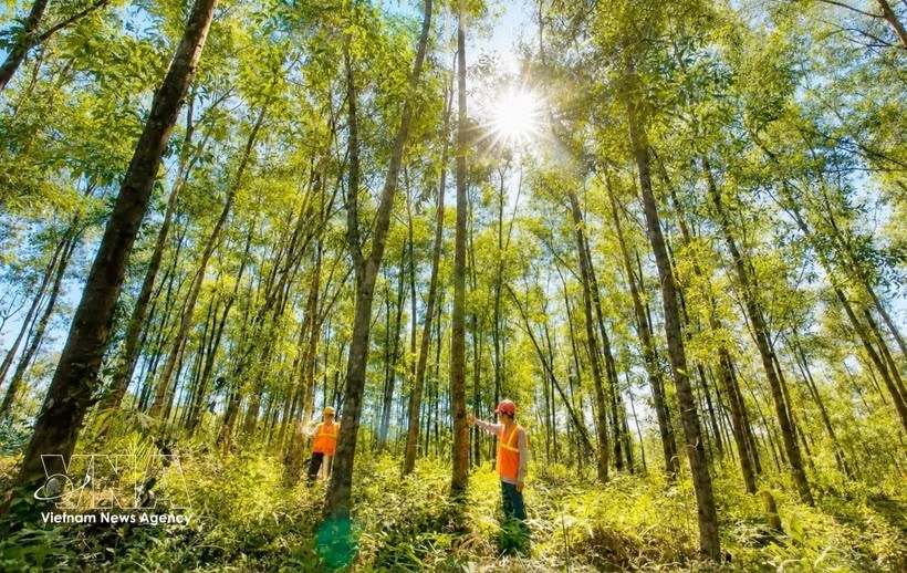 越南目前拥有约400万公顷人工商品林，参与植树造林的家庭超过100万户。图：越通社