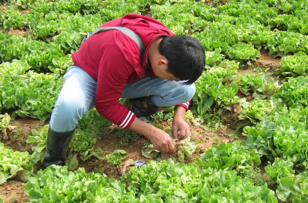 Hàng trăm héc ta rau, hoa tại Đà Lạt nhiễm virus phải nhổ bỏ ảnh 1