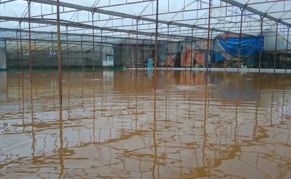 Mưa lớn nhấn chìm nhiều khu trồng hoa màu ở Đà Lạt ảnh 3