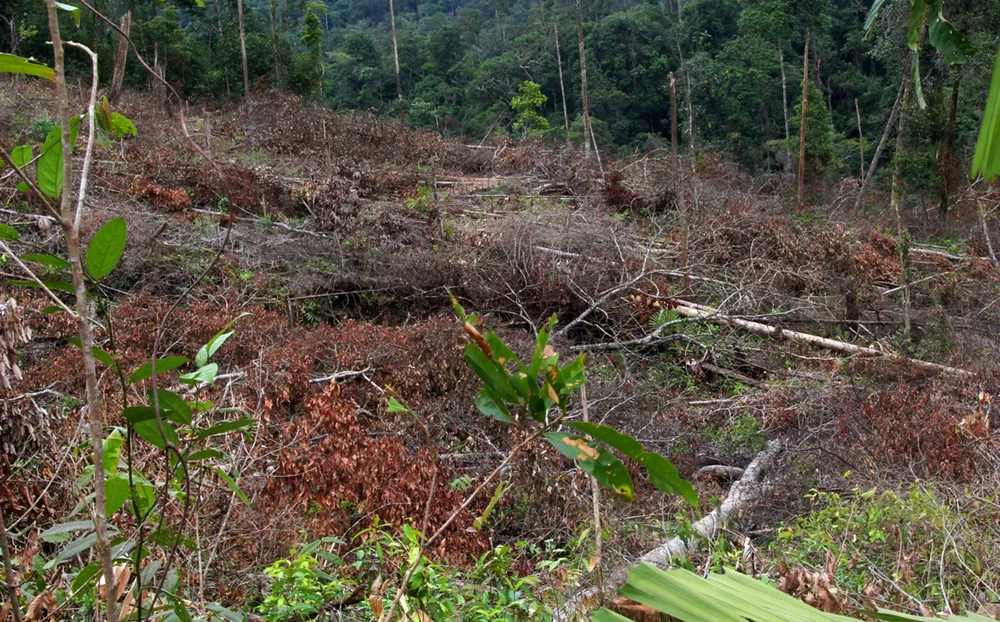 Điều tra vụ phá nghiêm trọng 7ha rừng tự nhiên tại Lâm Đồng ảnh 3