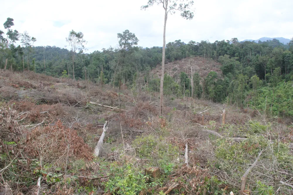 Khởi tố vụ phá 7ha rừng tự nhiên tại Lâm Đồng ảnh 2