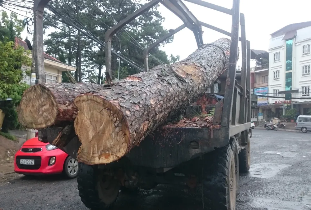 Hàng loạt cổ thụ ở Đà Lạt ngã đổ, 2 người bị thương ảnh 3