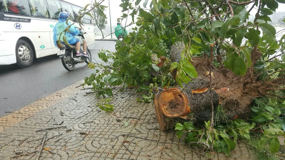 Hàng loạt cổ thụ ở Đà Lạt ngã đổ, 2 người bị thương ảnh 1