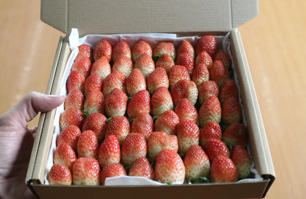 Nông dân Đà Lạt làm giàu nhờ trồng dâu tây “treo“ ảnh 11