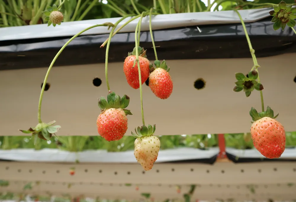 Nông dân Đà Lạt làm giàu nhờ trồng dâu tây “treo“ ảnh 2