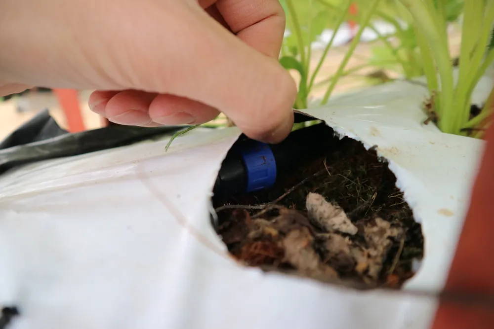 Nông dân Đà Lạt làm giàu nhờ trồng dâu tây “treo“ ảnh 3