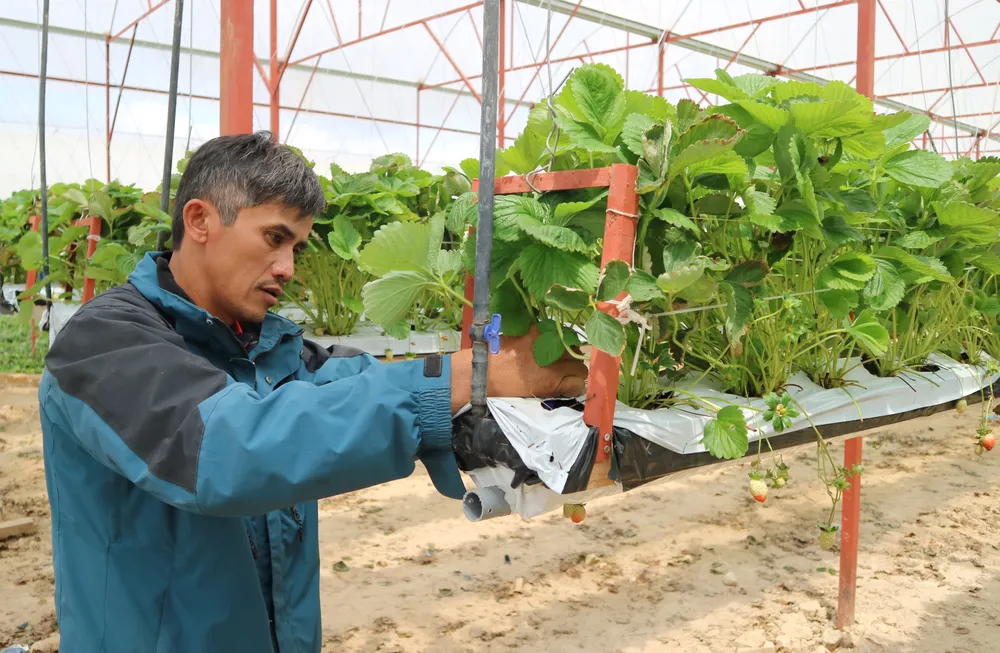 Nông dân Đà Lạt làm giàu nhờ trồng dâu tây “treo“ ảnh 6