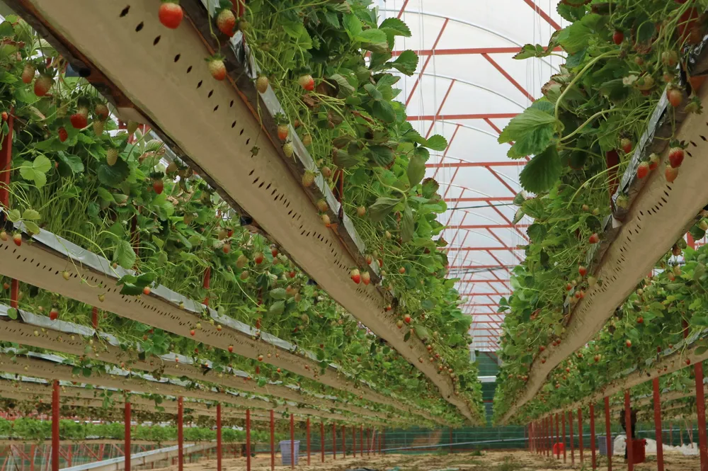 Nông dân Đà Lạt làm giàu nhờ trồng dâu tây “treo“ ảnh 7