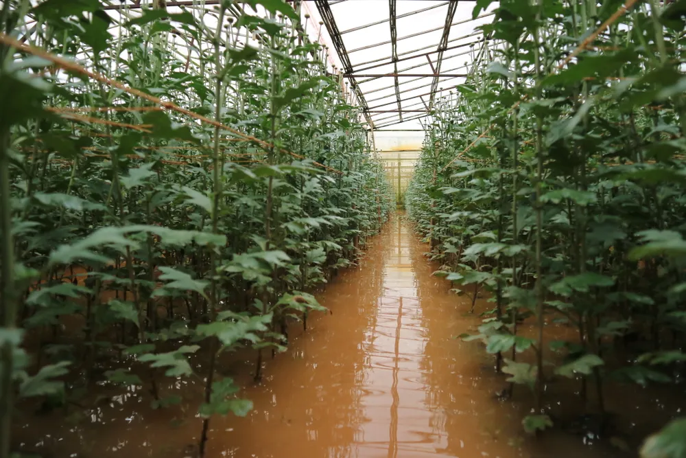 Xem cảnh ngập sâu cả mét nước sau trận mưa lớn ở Đà Lạt ảnh 3