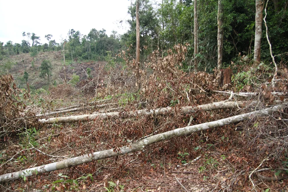 Khởi tố 4 bị can trong vụ phá rừng tự nhiên quy mô lớn tại Lâm Đồng ảnh 3