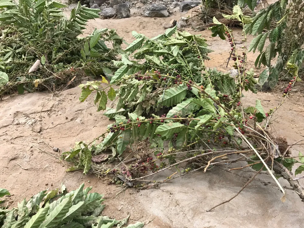 Lũ quét tràn về, dân không kịp trở tay ảnh 2