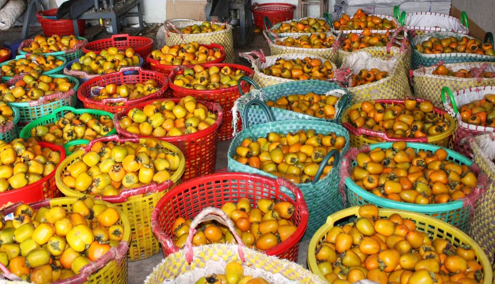 Rộn ràng mùa trái hồng ở Đà Lạt ảnh 12