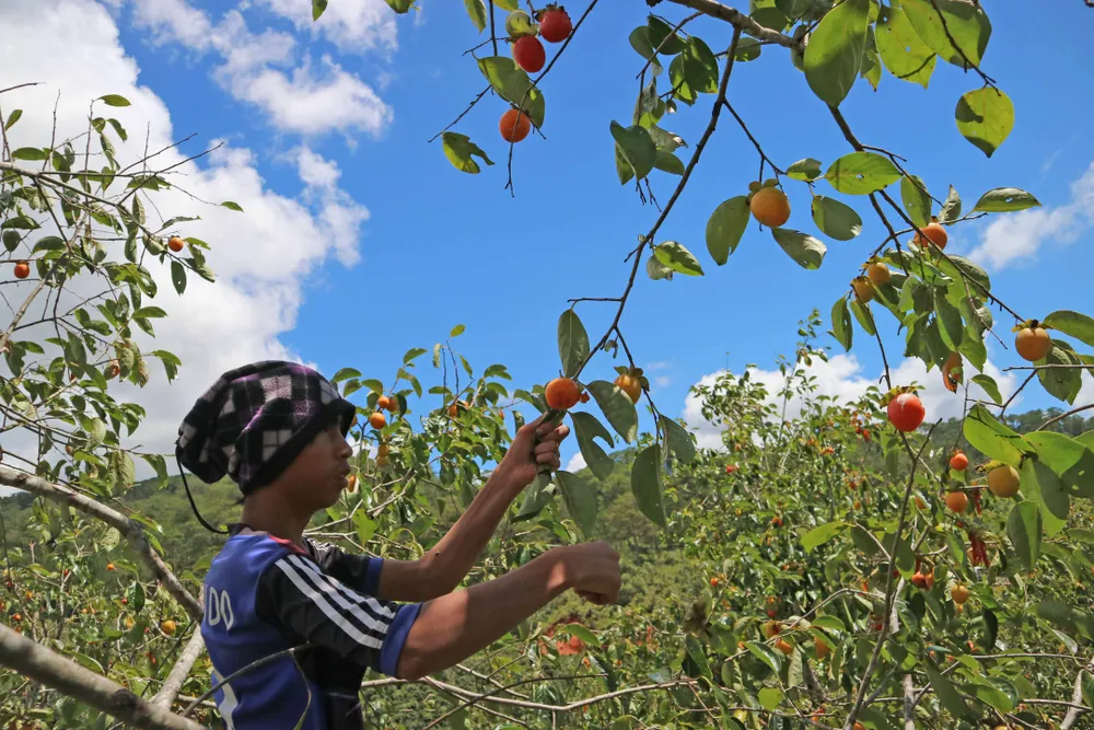 Rộn ràng mùa trái hồng ở Đà Lạt ảnh 2