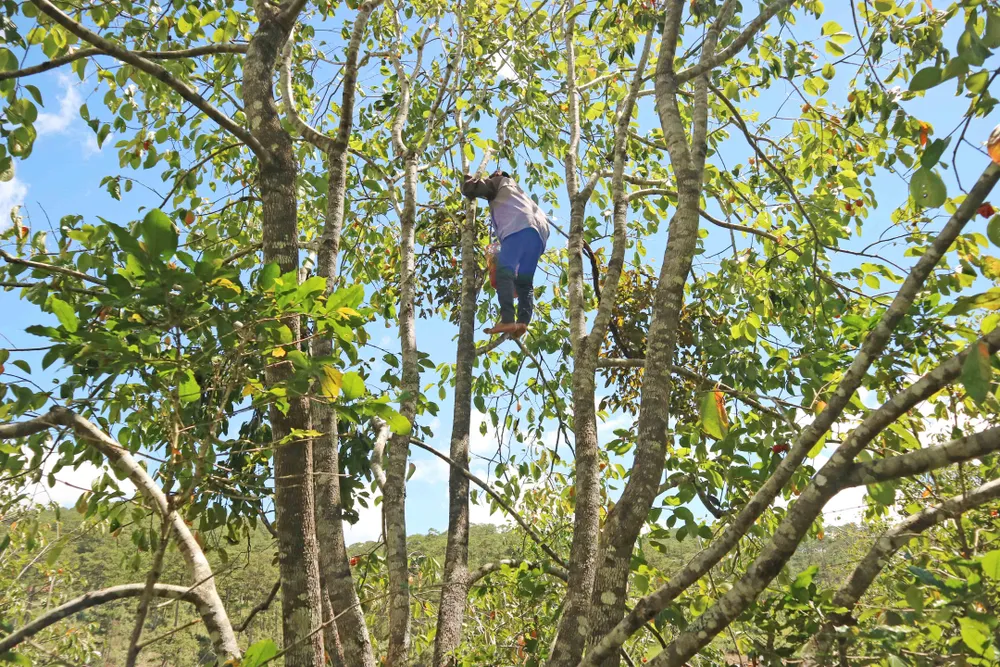 Rộn ràng mùa trái hồng ở Đà Lạt ảnh 3