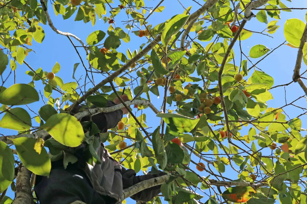 Rộn ràng mùa trái hồng ở Đà Lạt ảnh 5