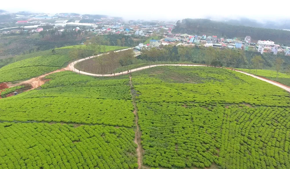 Khám phá vùng trà gần 100 năm tại Đà Lạt ảnh 10