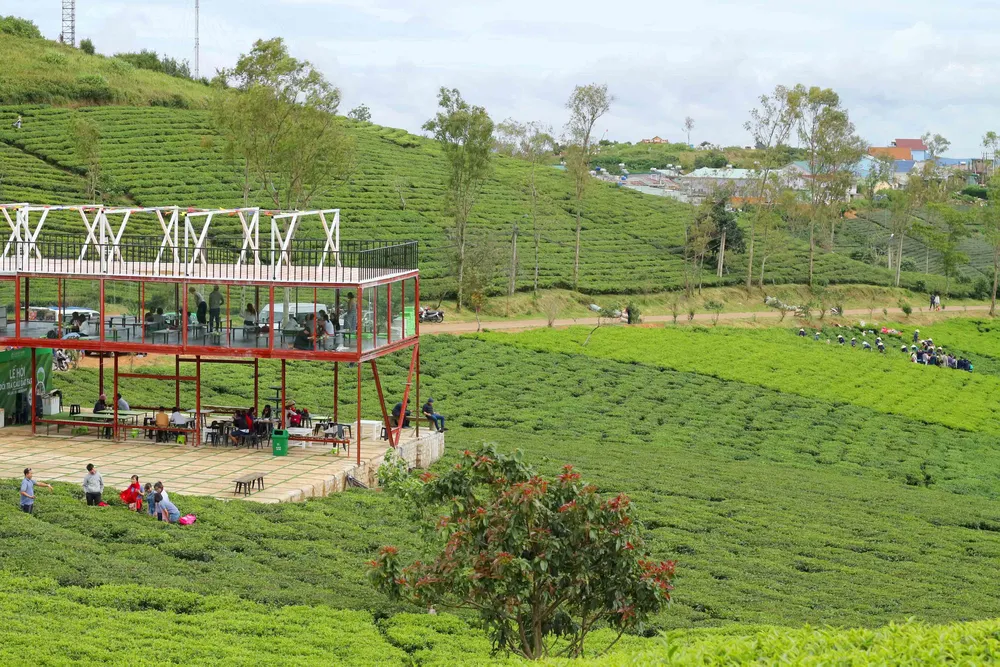 Khám phá vùng trà gần 100 năm tại Đà Lạt ảnh 6