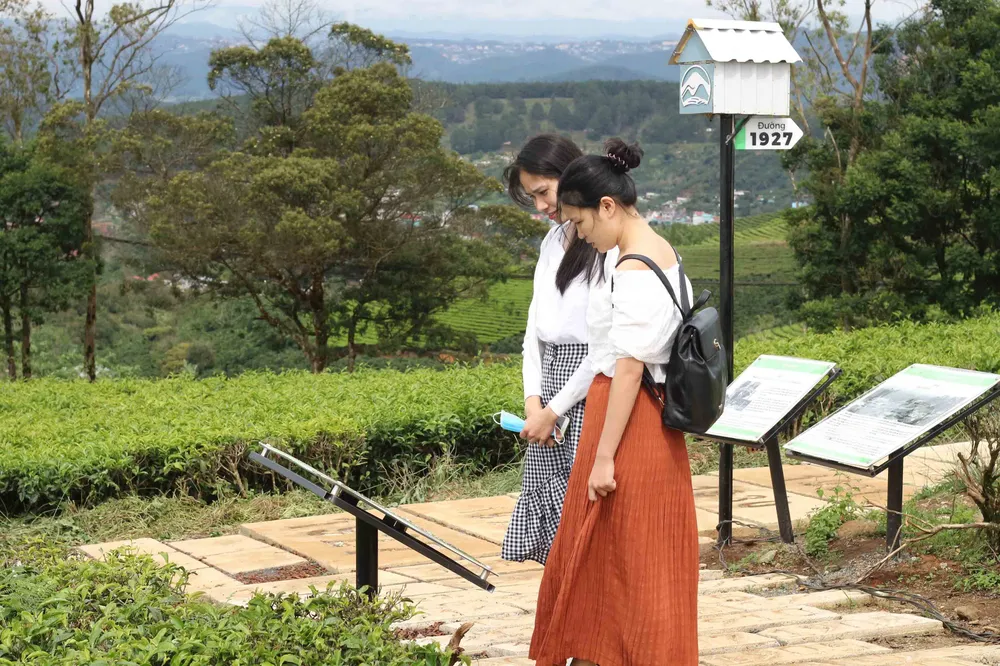Khám phá vùng trà gần 100 năm tại Đà Lạt ảnh 8