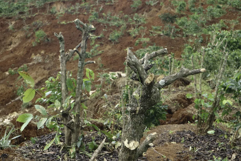 Người dân liều mình vào vùng sạt lở thu hoạch cà phê ảnh 7