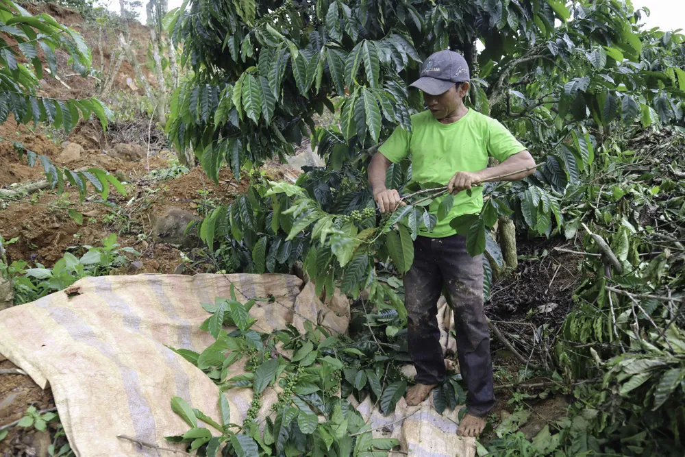 Người dân liều mình vào vùng sạt lở thu hoạch cà phê ảnh 5