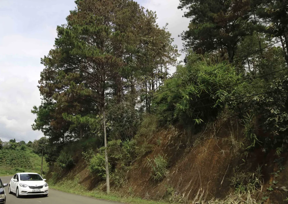 Hàng trăm cây thông 30 năm tuổi bị “tiêm” thuốc độc ảnh 1