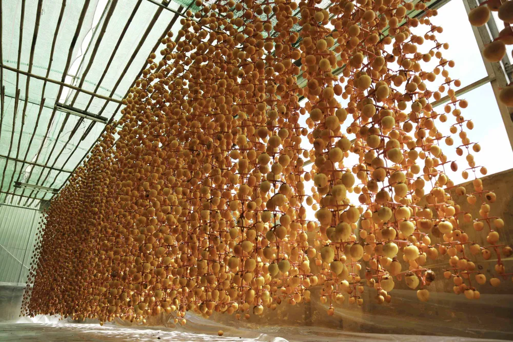 Nghề làm hồng treo đặc sản Đà Lạt ảnh 10