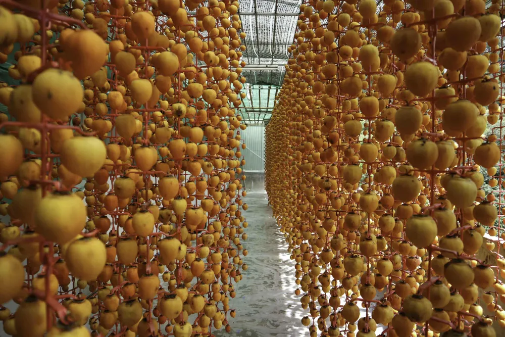 Nghề làm hồng treo đặc sản Đà Lạt ảnh 6