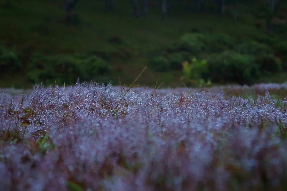 Rộn ràng mùa hội cỏ hồng Đà Lạt 2017 ảnh 4