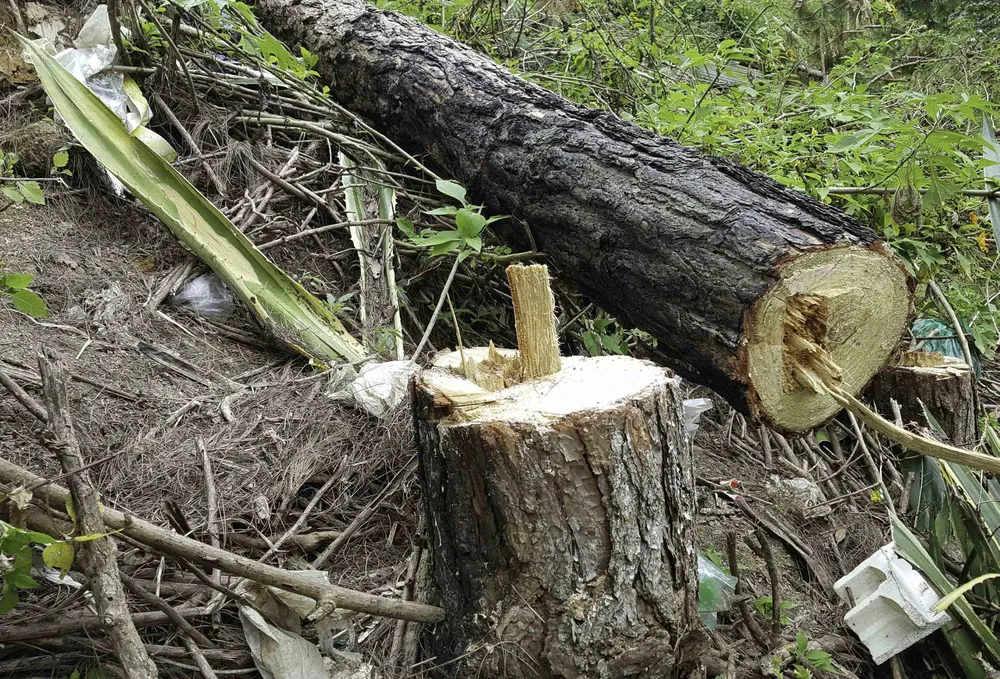 Công an vào cuộc điều tra vụ phá rừng thông nội ô Đà Lạt ảnh 9