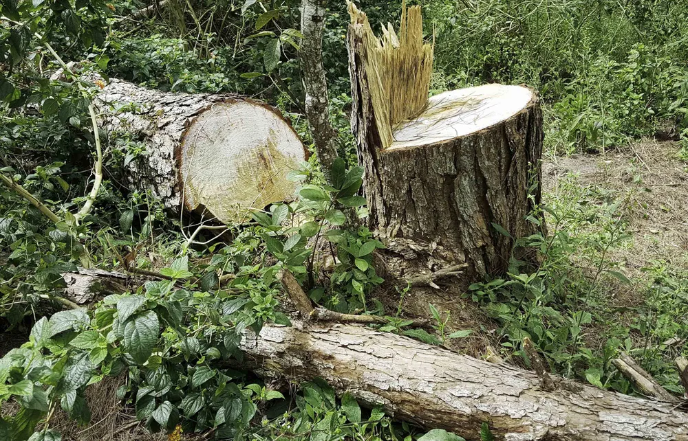 Công an vào cuộc điều tra vụ phá rừng thông nội ô Đà Lạt ảnh 11