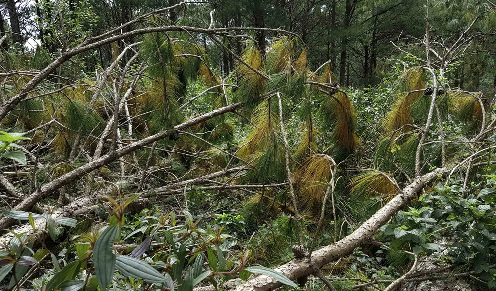 Công an vào cuộc điều tra vụ phá rừng thông nội ô Đà Lạt ảnh 2