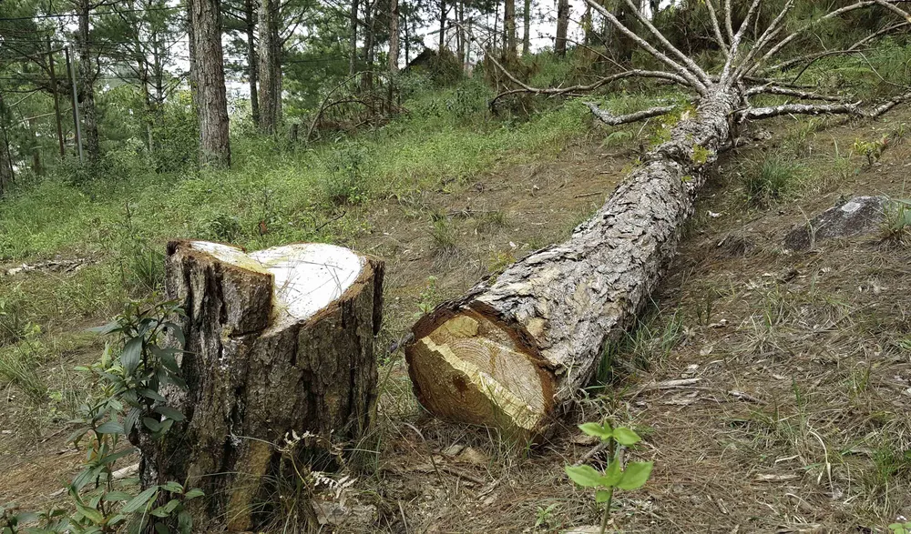 Công an vào cuộc điều tra vụ phá rừng thông nội ô Đà Lạt ảnh 8