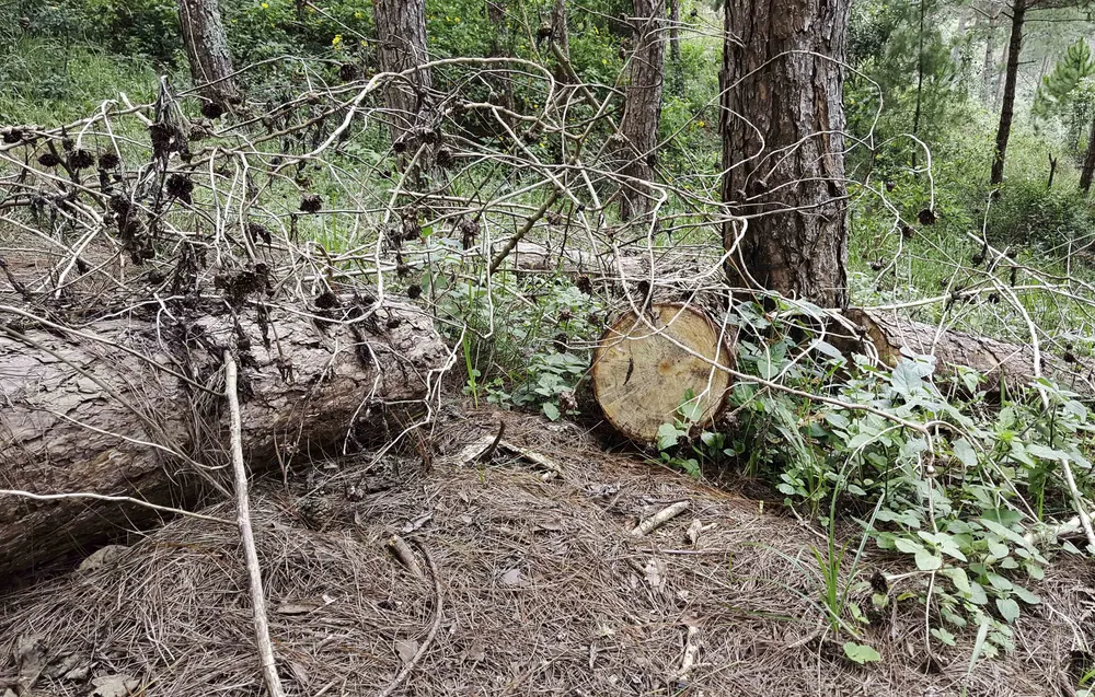 Công an vào cuộc điều tra vụ phá rừng thông nội ô Đà Lạt ảnh 7