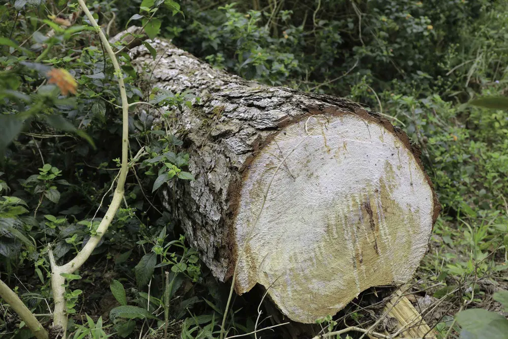 Công an vào cuộc điều tra vụ phá rừng thông nội ô Đà Lạt ảnh 6