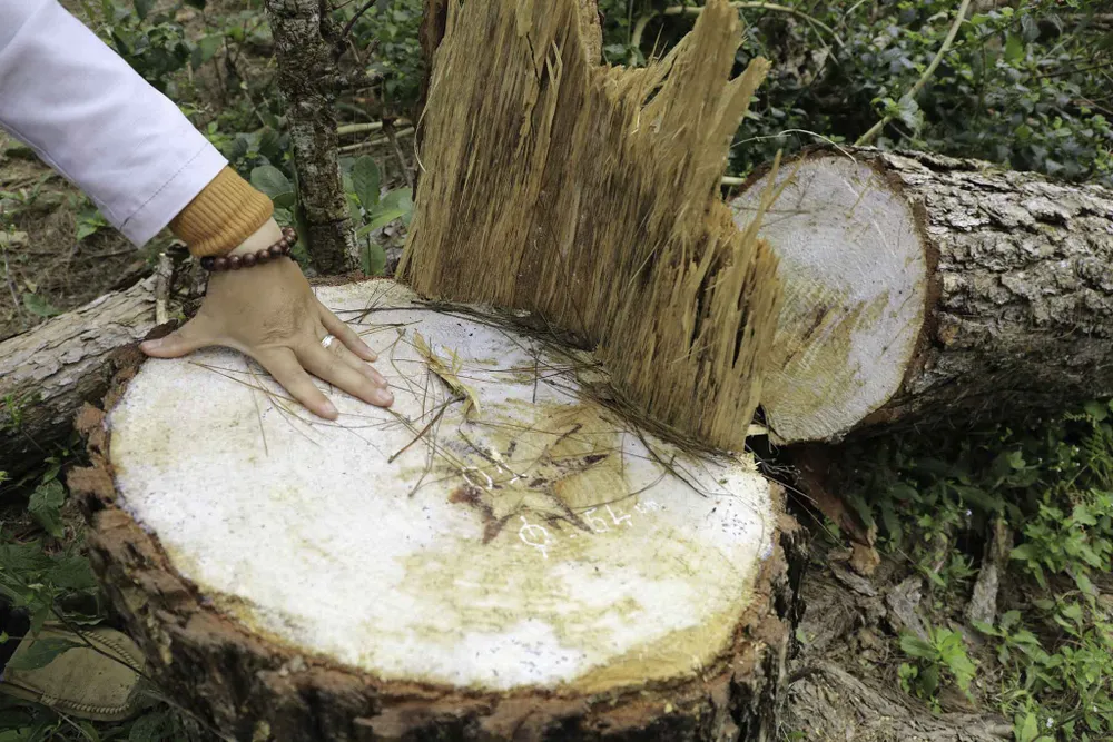 Công an vào cuộc điều tra vụ phá rừng thông nội ô Đà Lạt ảnh 1