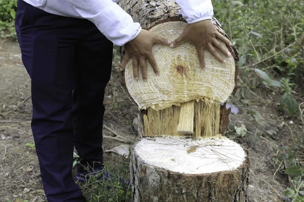 Công an vào cuộc điều tra vụ phá rừng thông nội ô Đà Lạt ảnh 5