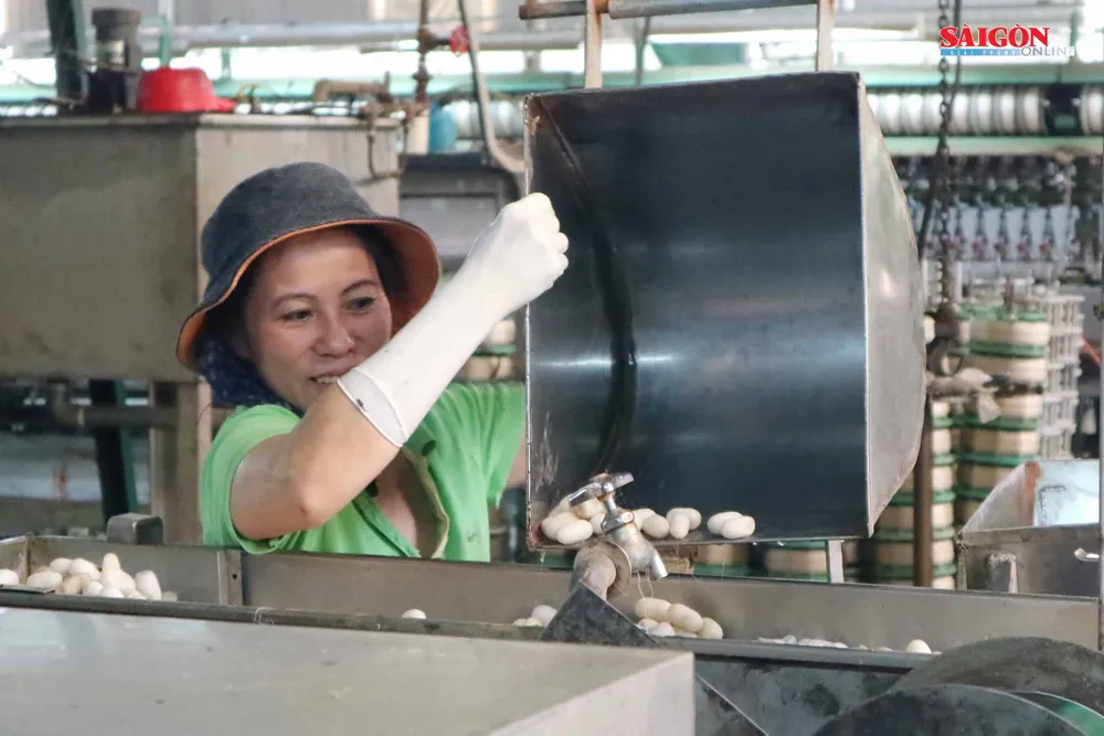 Đến xứ B'Lao xem quy trình làm ra tấm lụa cao cấp ảnh 4