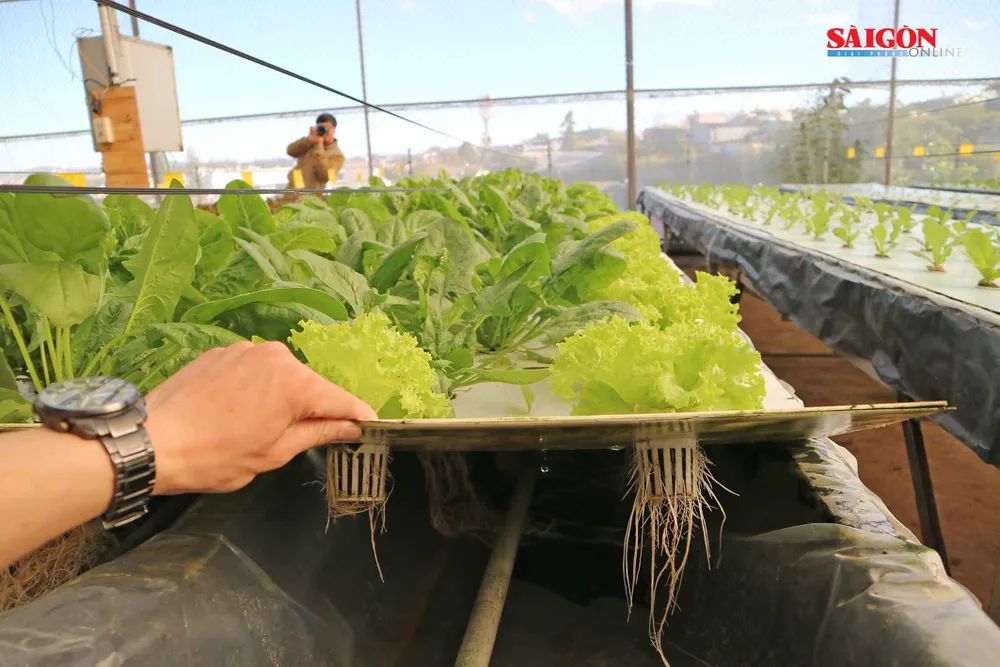 Nông trại Đà Lạt thu nhỏ trong “hộp xanh“ ảnh 10