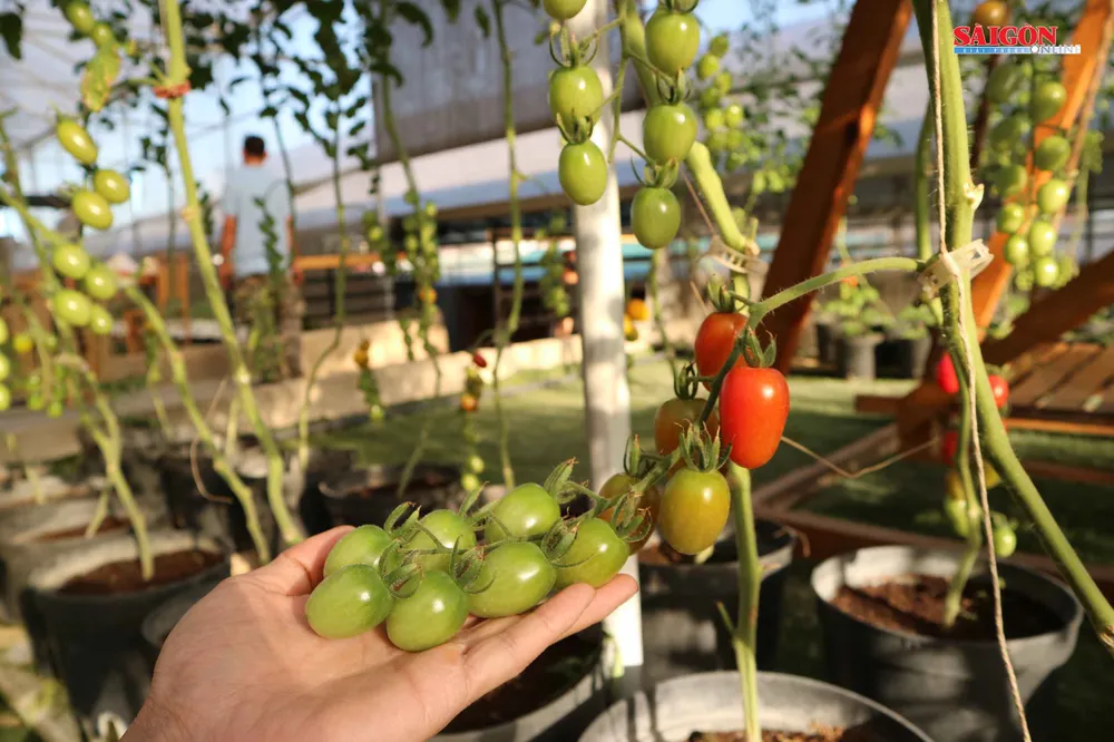 Nông trại Đà Lạt thu nhỏ trong “hộp xanh“ ảnh 4