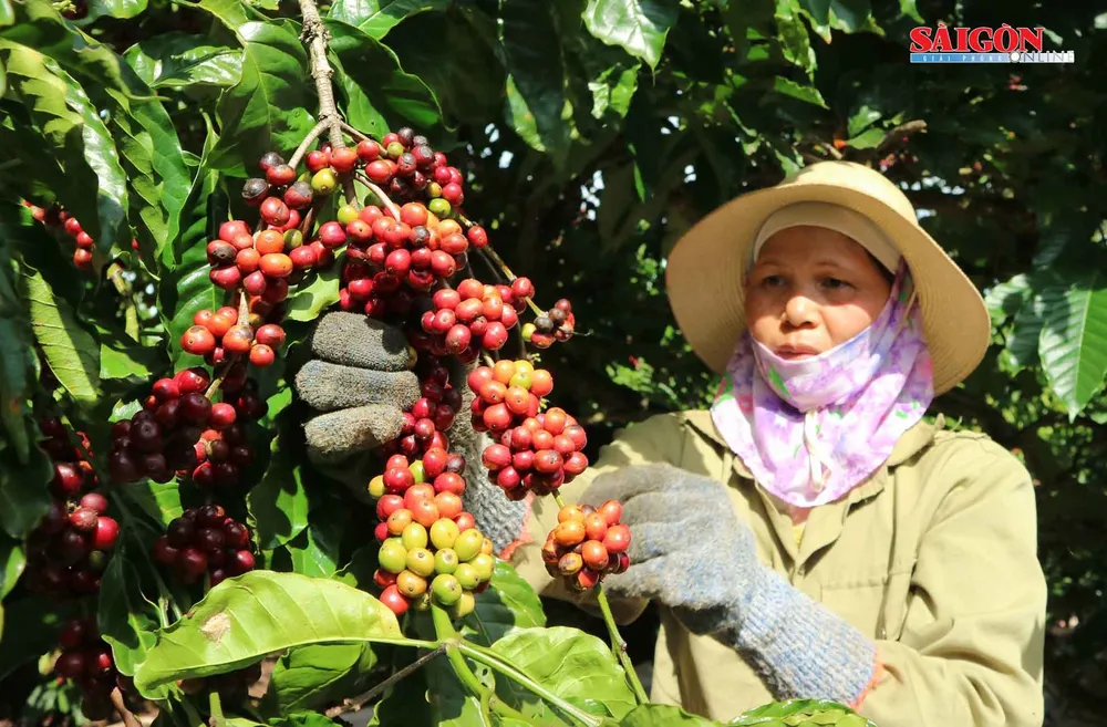 Liên kết sản xuất sẽ đảm bảo tính bền vững cho cà phê Việt Nam ảnh 1