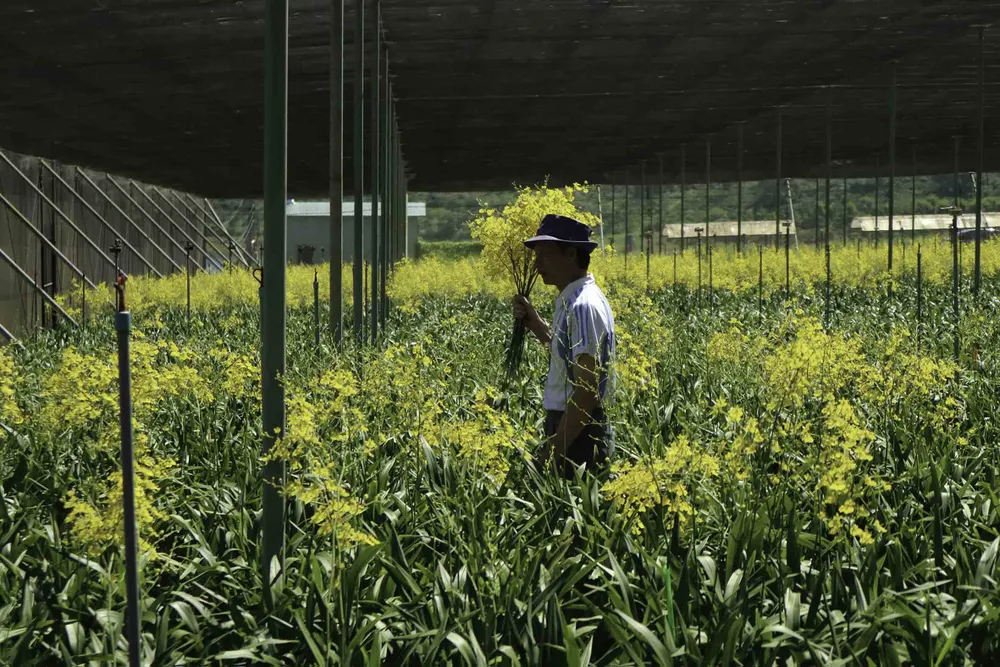 Chiêm ngưỡng vườn lan vũ nữ mang về tiền tỷ ảnh 11