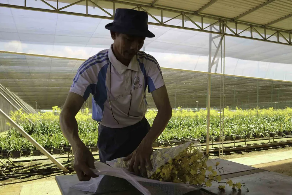 Chiêm ngưỡng vườn lan vũ nữ mang về tiền tỷ ảnh 12