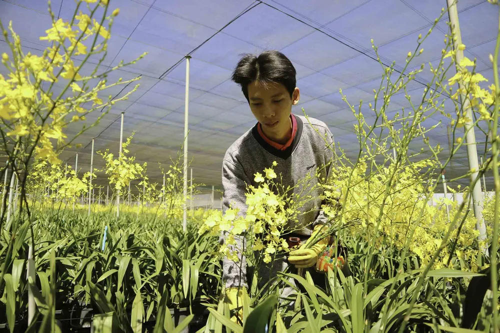 Chiêm ngưỡng vườn lan vũ nữ mang về tiền tỷ ảnh 3