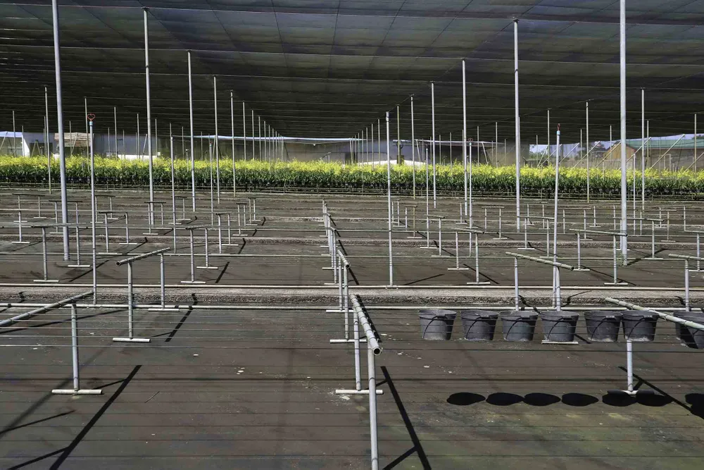 Chiêm ngưỡng vườn lan vũ nữ mang về tiền tỷ ảnh 2