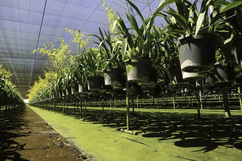 Chiêm ngưỡng vườn lan vũ nữ mang về tiền tỷ ảnh 4