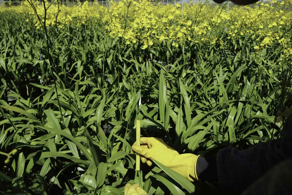 Chiêm ngưỡng vườn lan vũ nữ mang về tiền tỷ ảnh 6